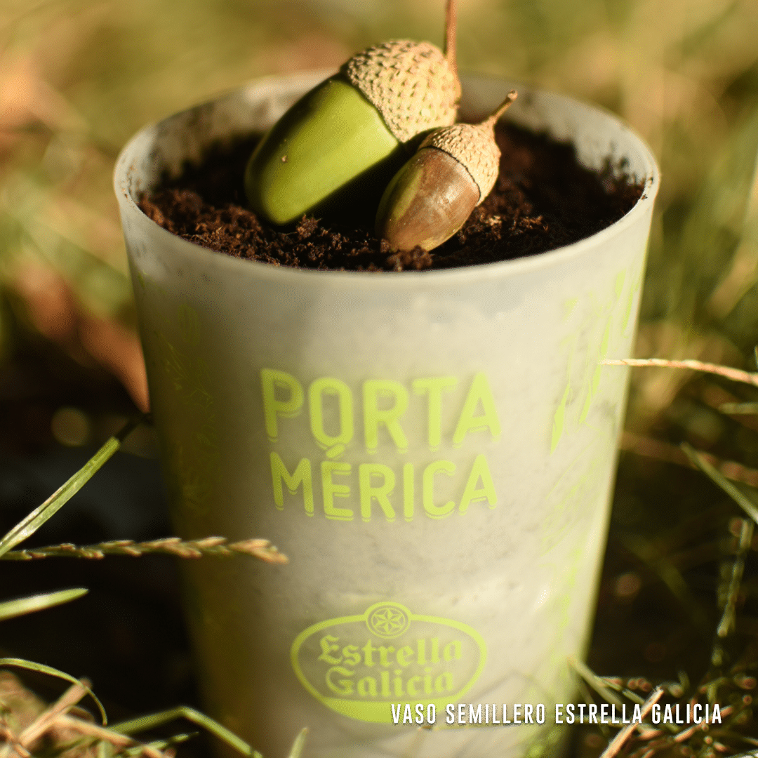 Vaso Semillero Estrella Galicia